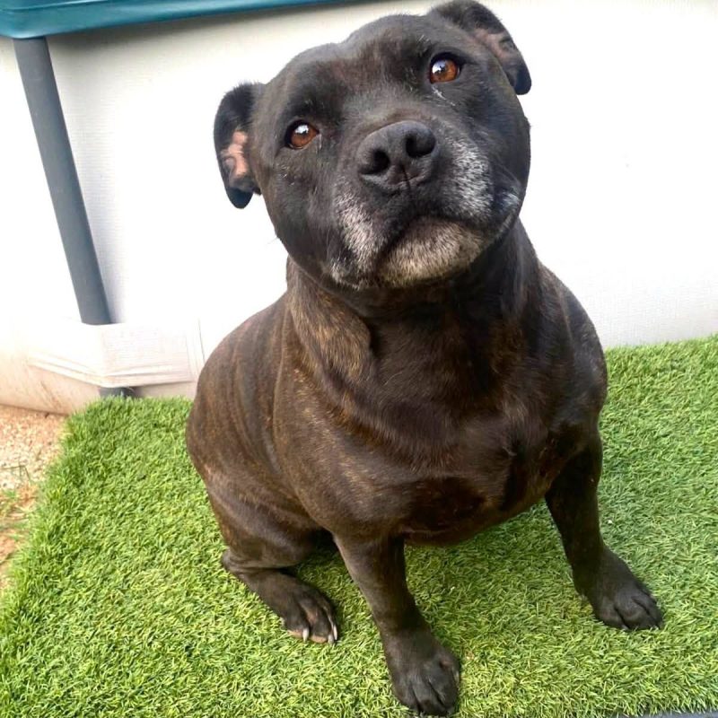 Sam - Chien Staffordshire Bull Terrier à adopter - photo 4