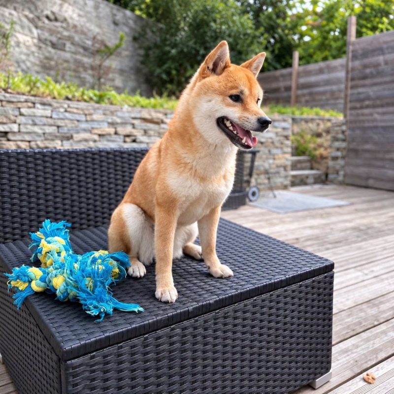 Raika - Chien Shiba-Inu à adopter - photo 3