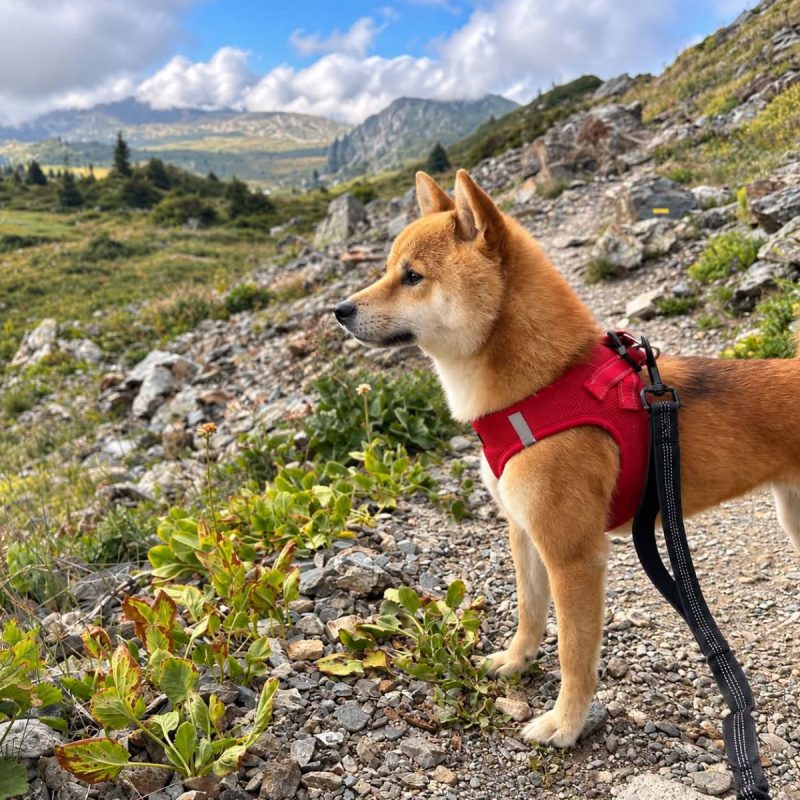 Raika - Chien Shiba-Inu à adopter