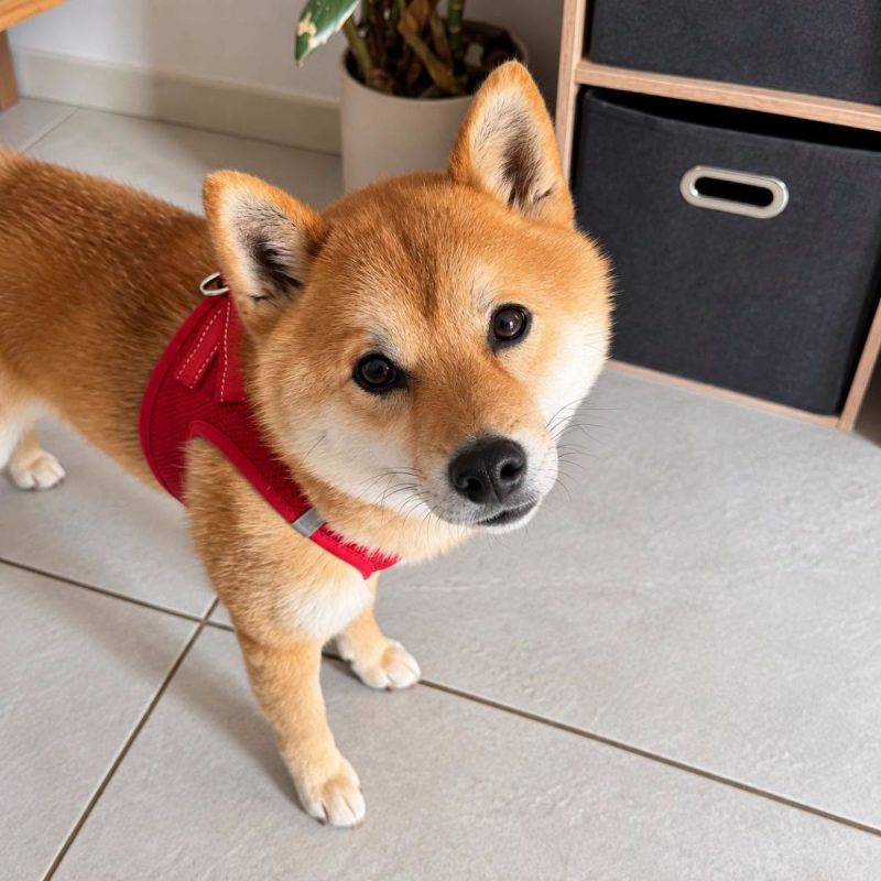 Raika - Chien Shiba-Inu à adopter - photo 2