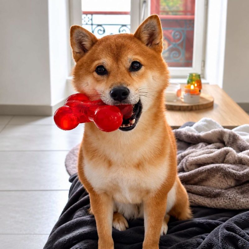 Raika - Chien Shiba-Inu à adopter - photo 4