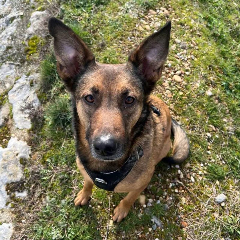 Bako - Chien Berger Belge Malinois à adopter - photo 2