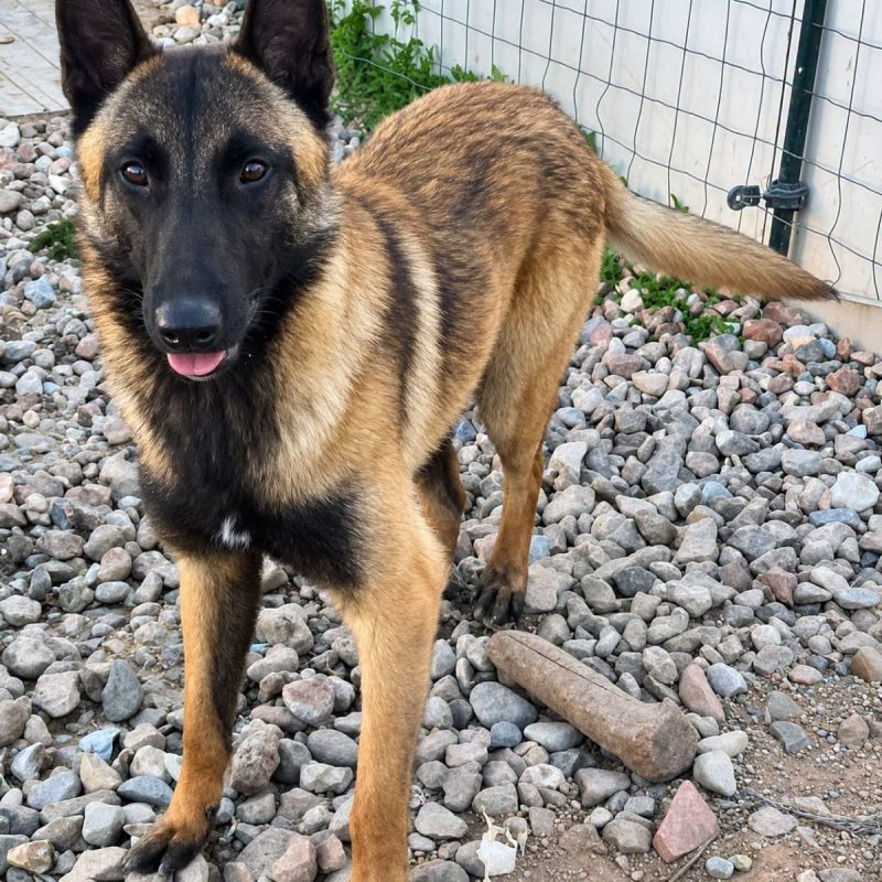 Aïko 2 - Chien Berger Belge Malinois à adopter - photo 2