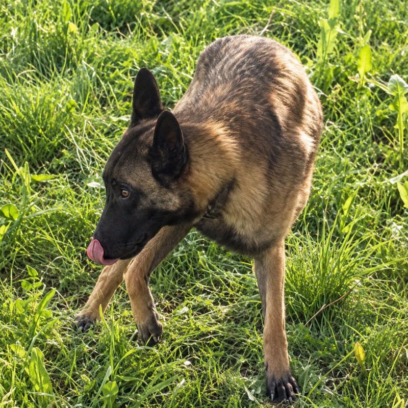Aïko 2 - Chien Berger Belge Malinois à adopter - photo 3