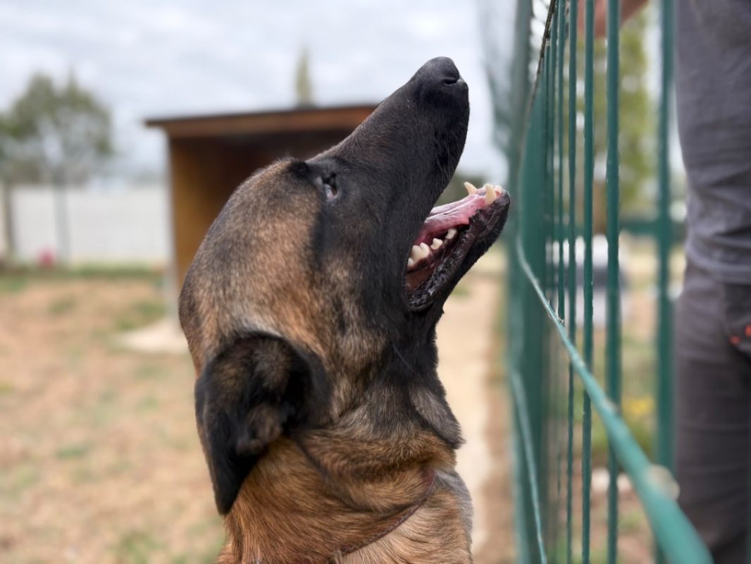Yoda - Chien Berger Belge Malinois à adopter