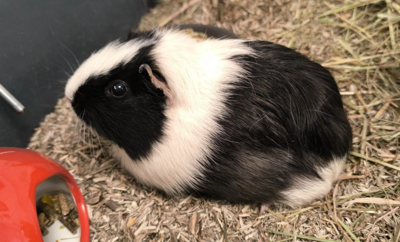 Vanille - Rongeur Cobaye à adopter