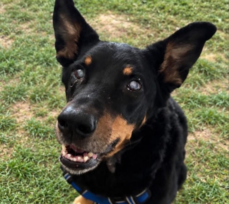 Cookie - Chien à adopter