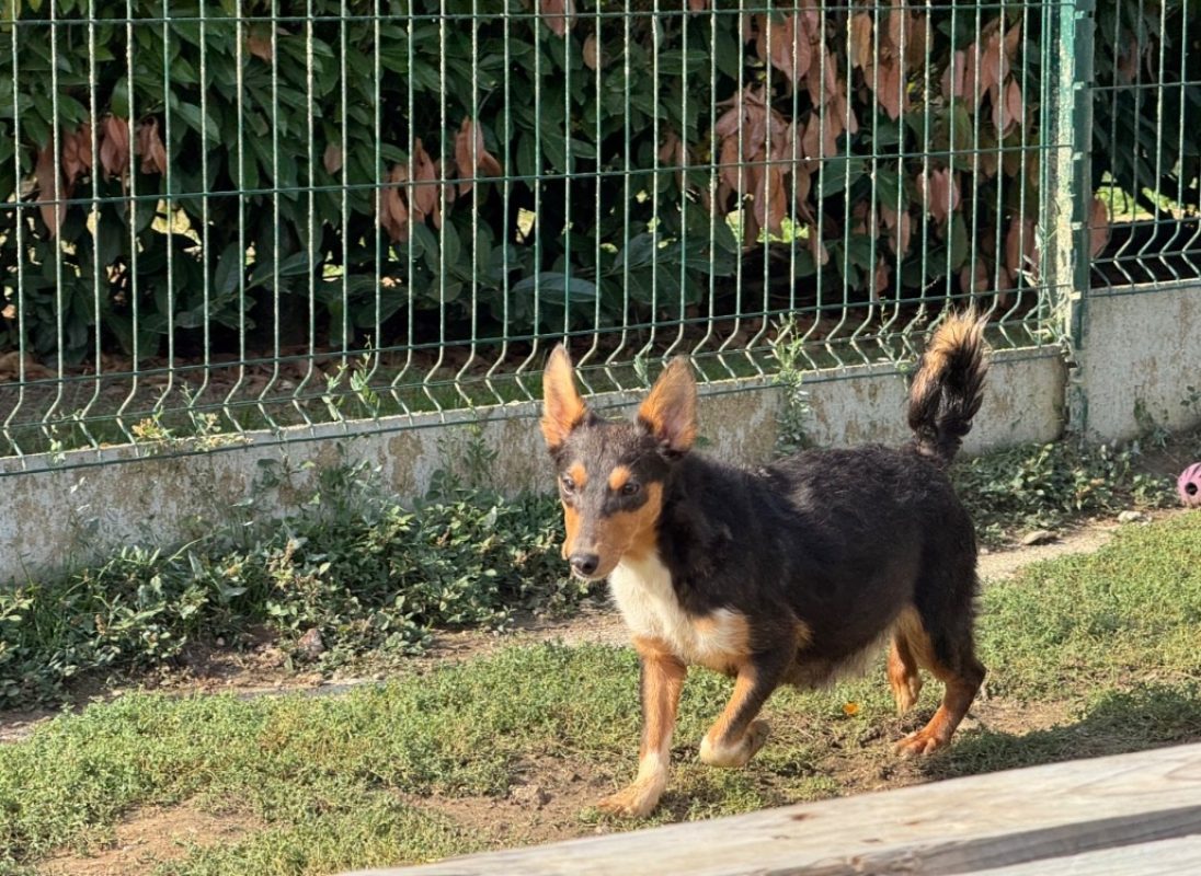 Astra - Chien à adopter