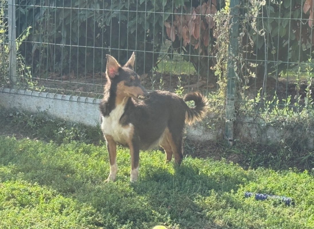 Astra - Chien à adopter - photo 2