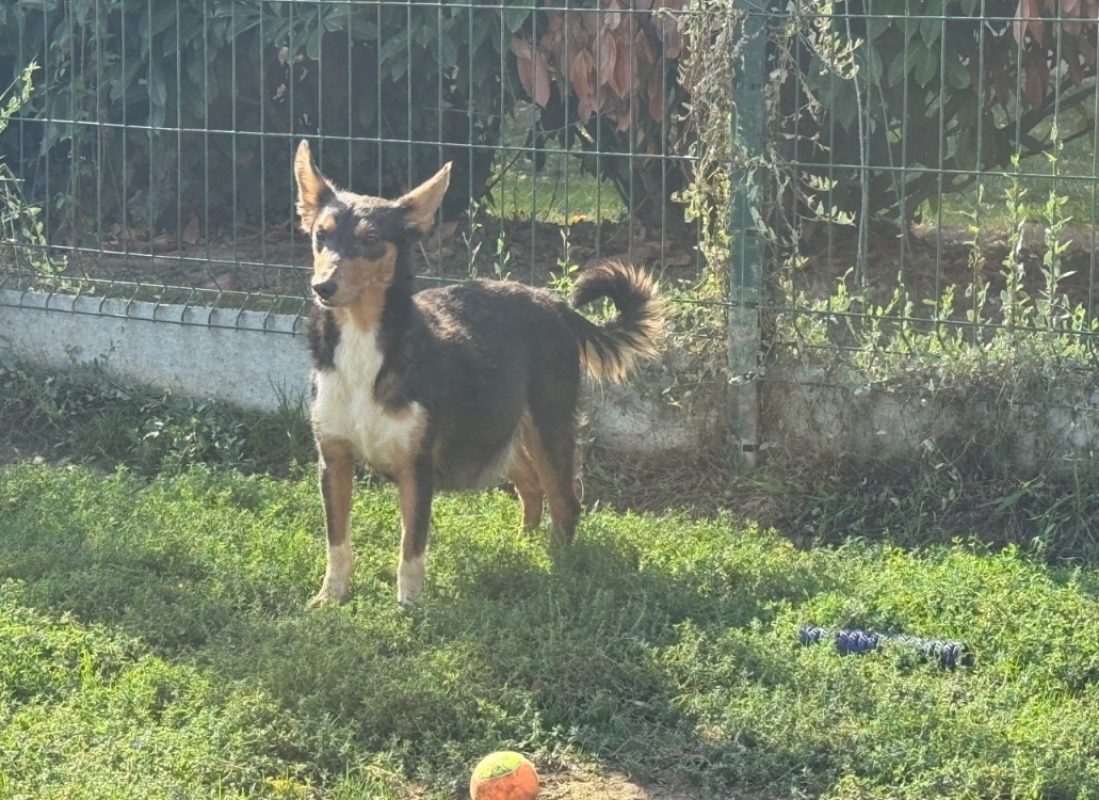 Astra - Chien à adopter - photo 3