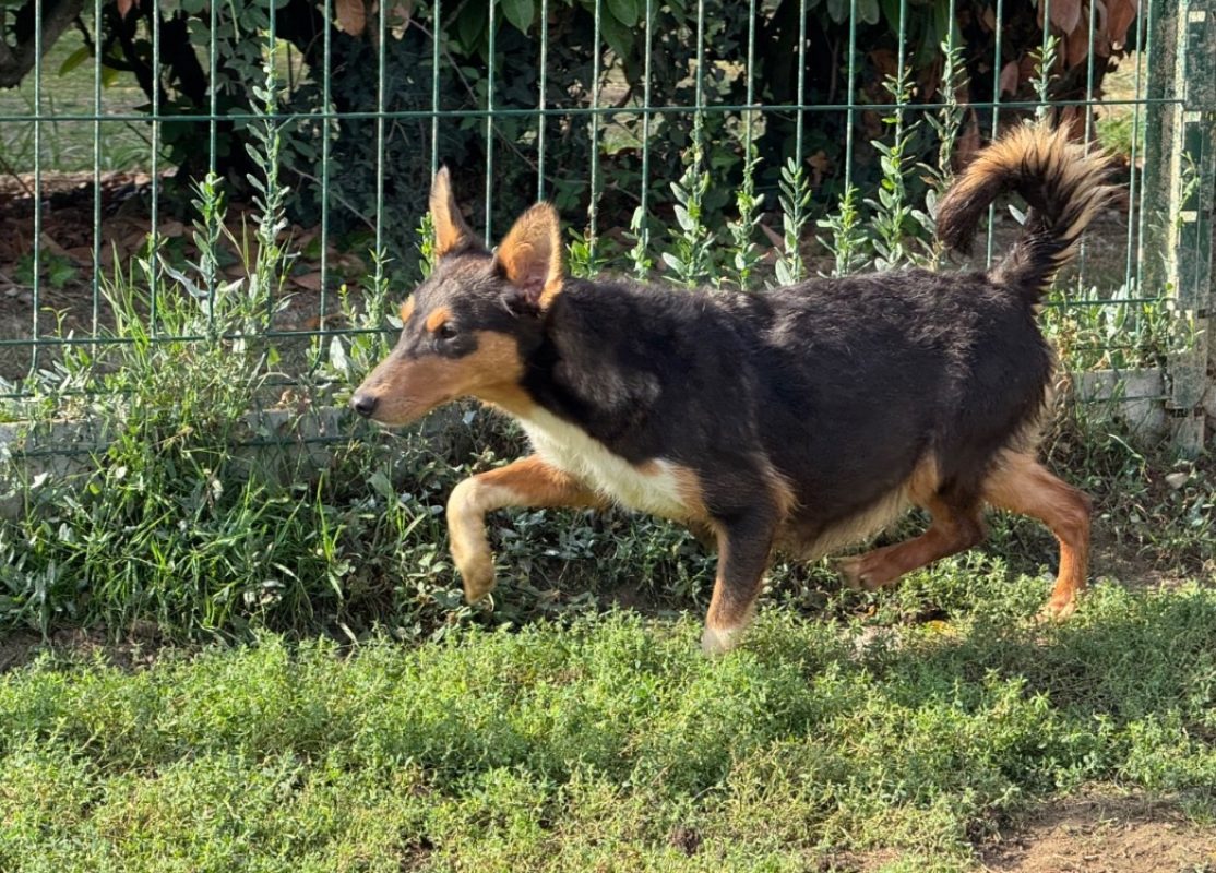 Astra - Chien à adopter - photo 4