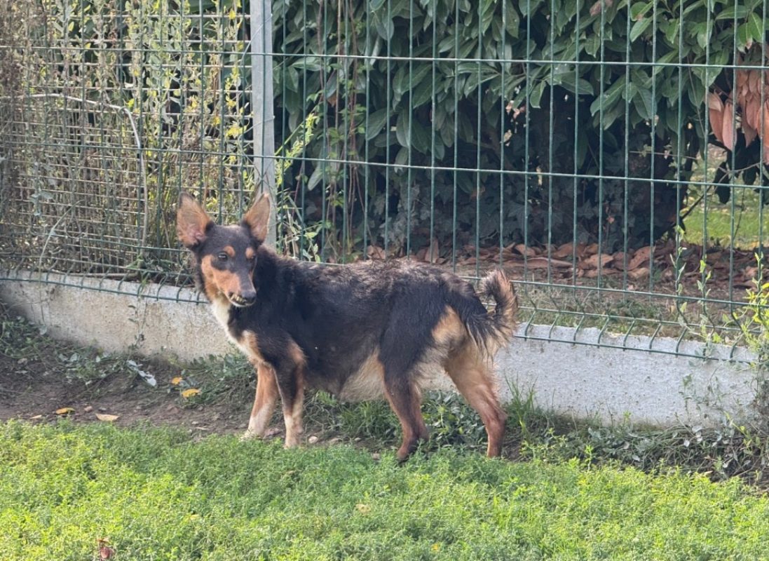 Astra - Chien à adopter - photo 5