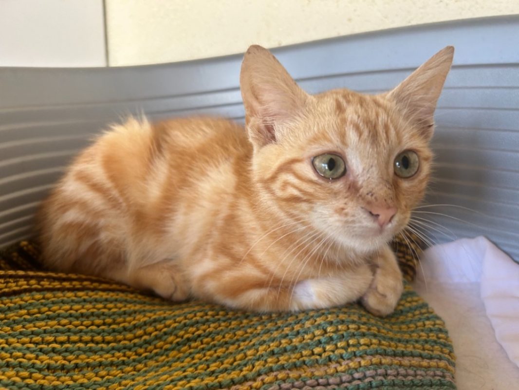 Pacha a trouve sa famille - Chat Européen à adopter