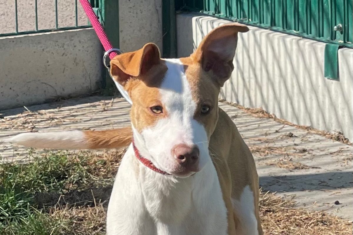 Homard dit shadow - Chien à adopter