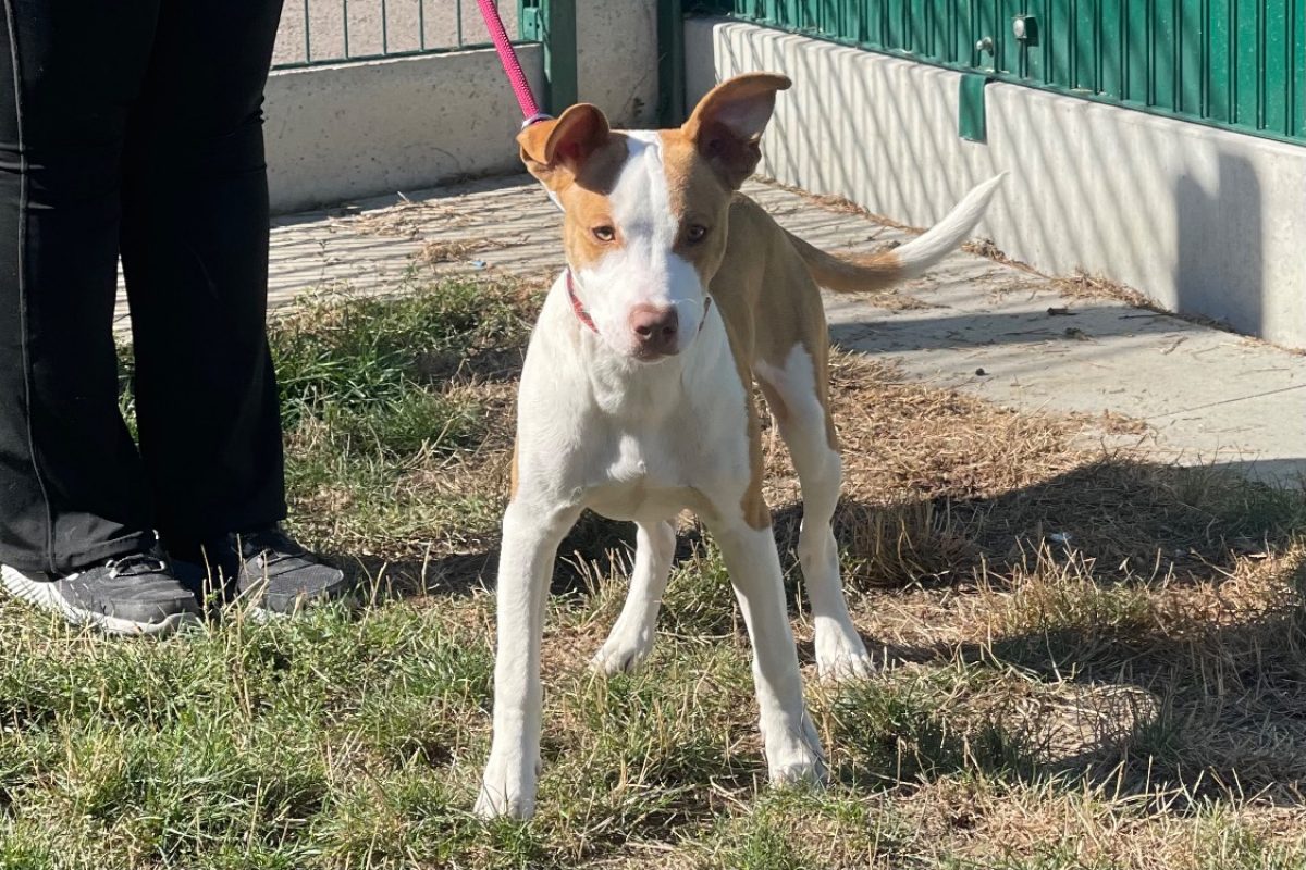Homard dit shadow - Chien à adopter - photo 2