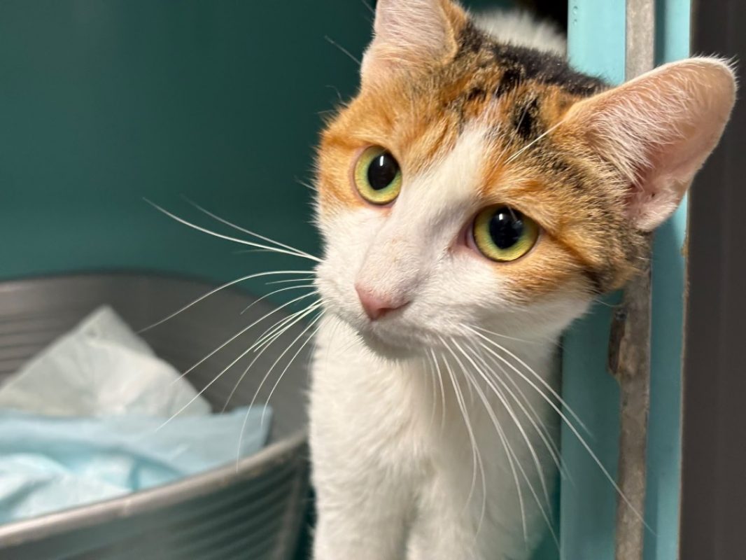 Bushi - Chat Européen à adopter