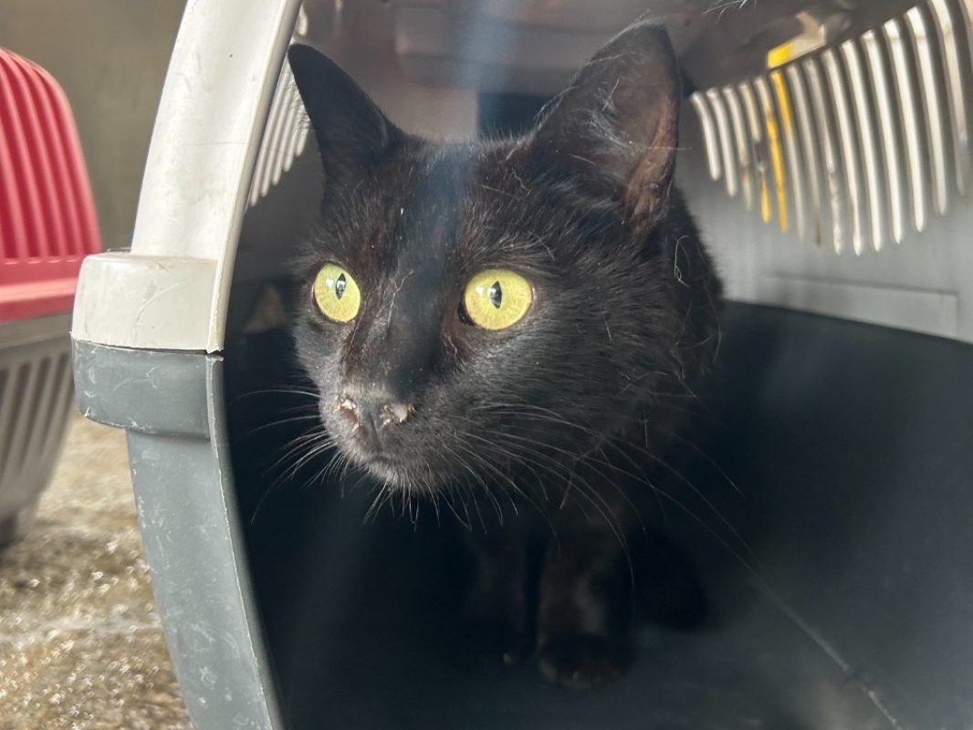 Goofy - Chat Européen à adopter