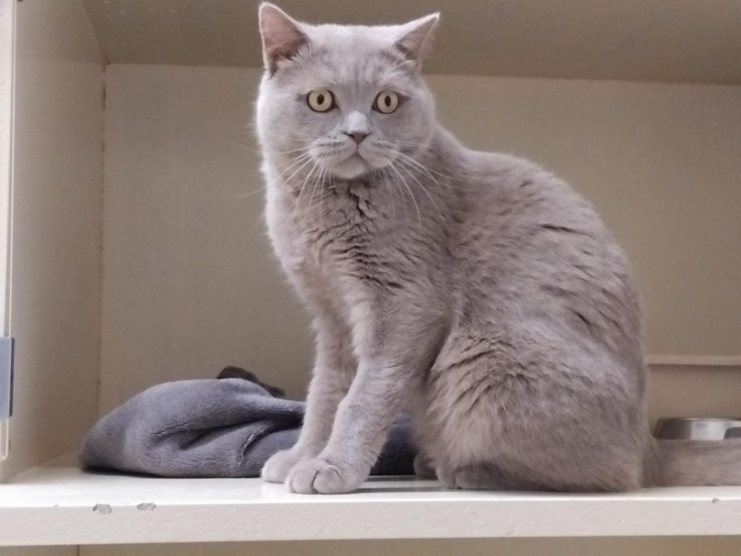 Leodagan en duo avec guenievre - Chat British Shorthair à adopter
