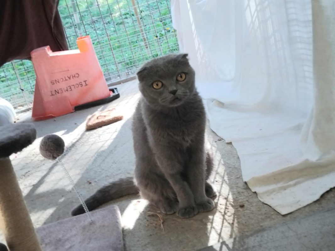 Guenievre en duo avec leodagan - Chat Européen à adopter