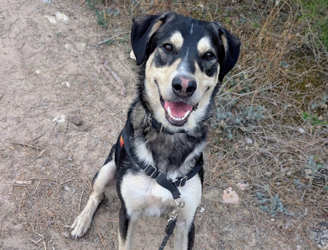 Urka - Chien Berger à adopter