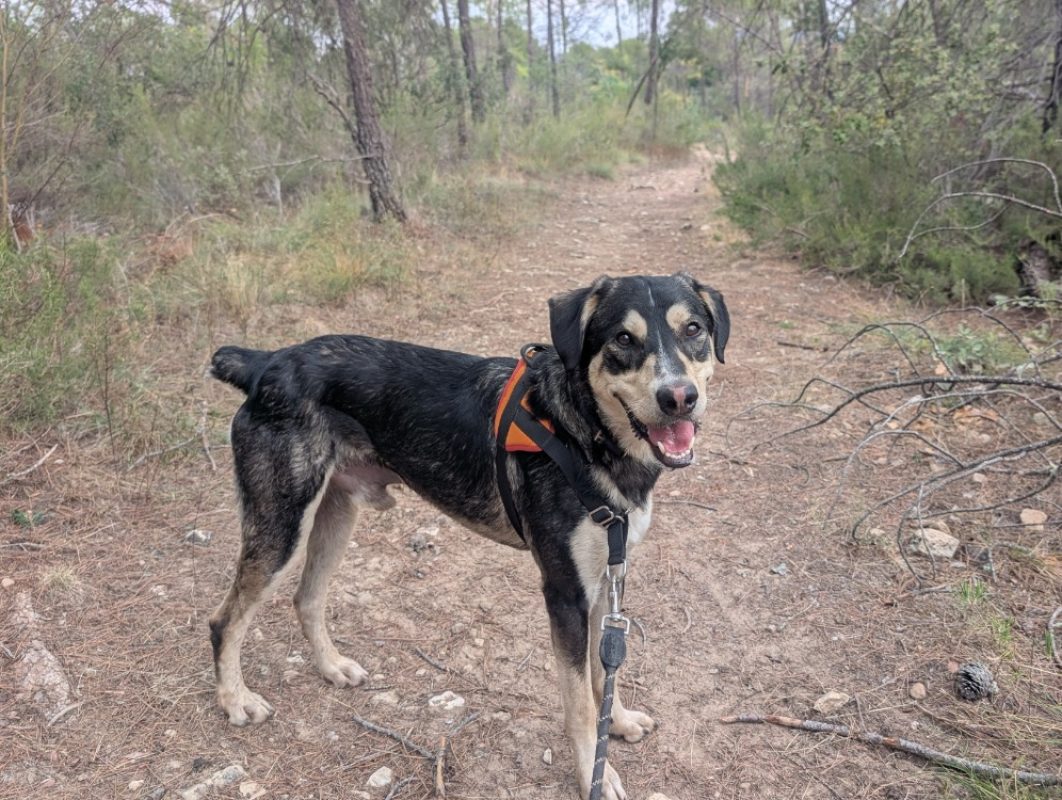 Urka - Chien Berger à adopter - photo 2