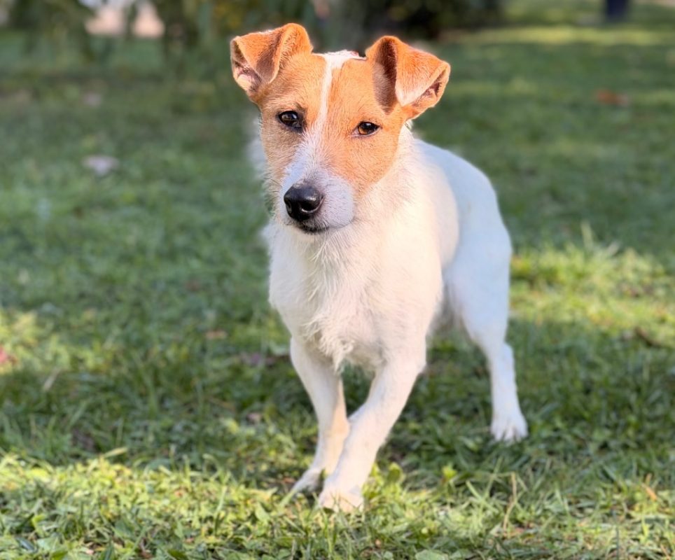 Rio - Chien à adopter