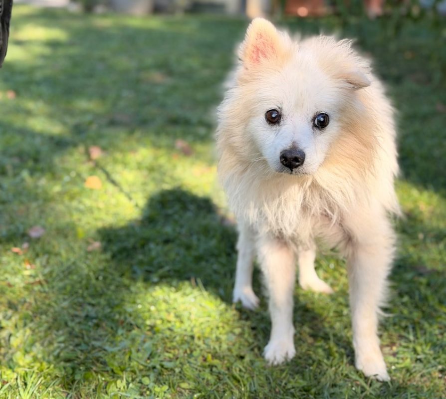 Flocon - Chien Spitz Allemand à adopter