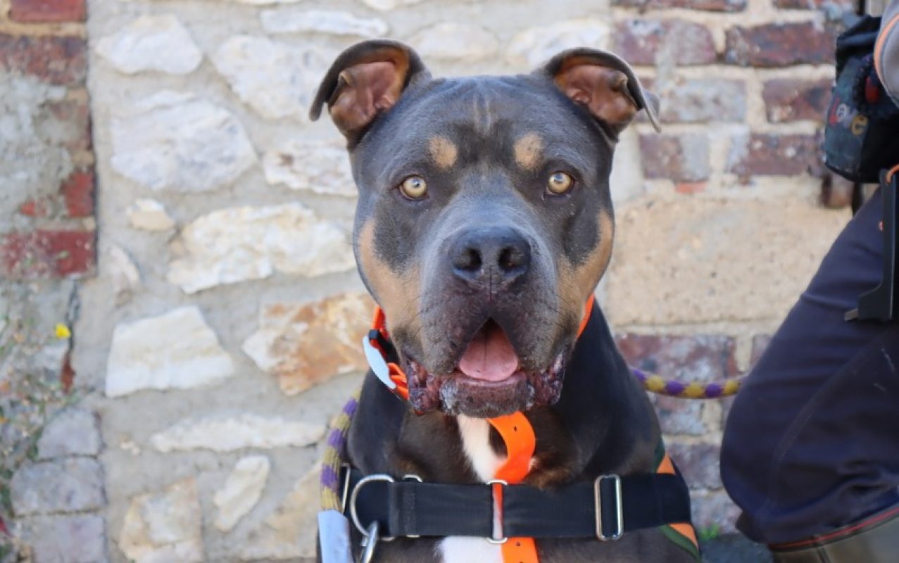 Sully - Chien American Bully à adopter
