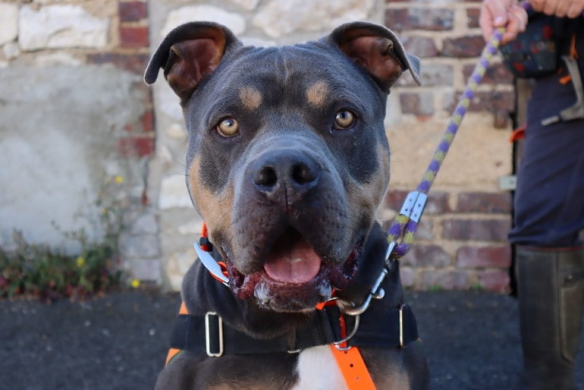 Sully - Chien American Bully à adopter - photo 2