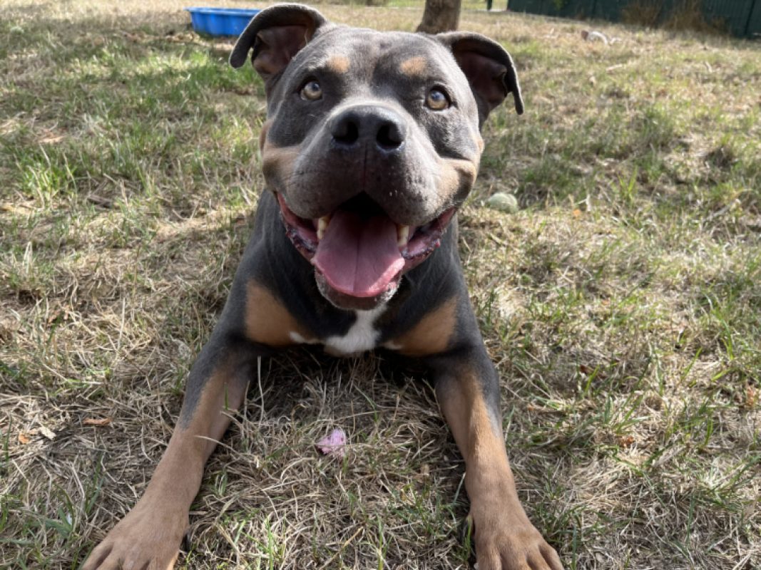 Sully - Chien American Bully à adopter - photo 3