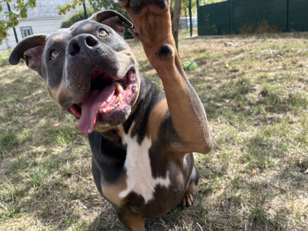 Sully - Chien American Bully à adopter - photo 4