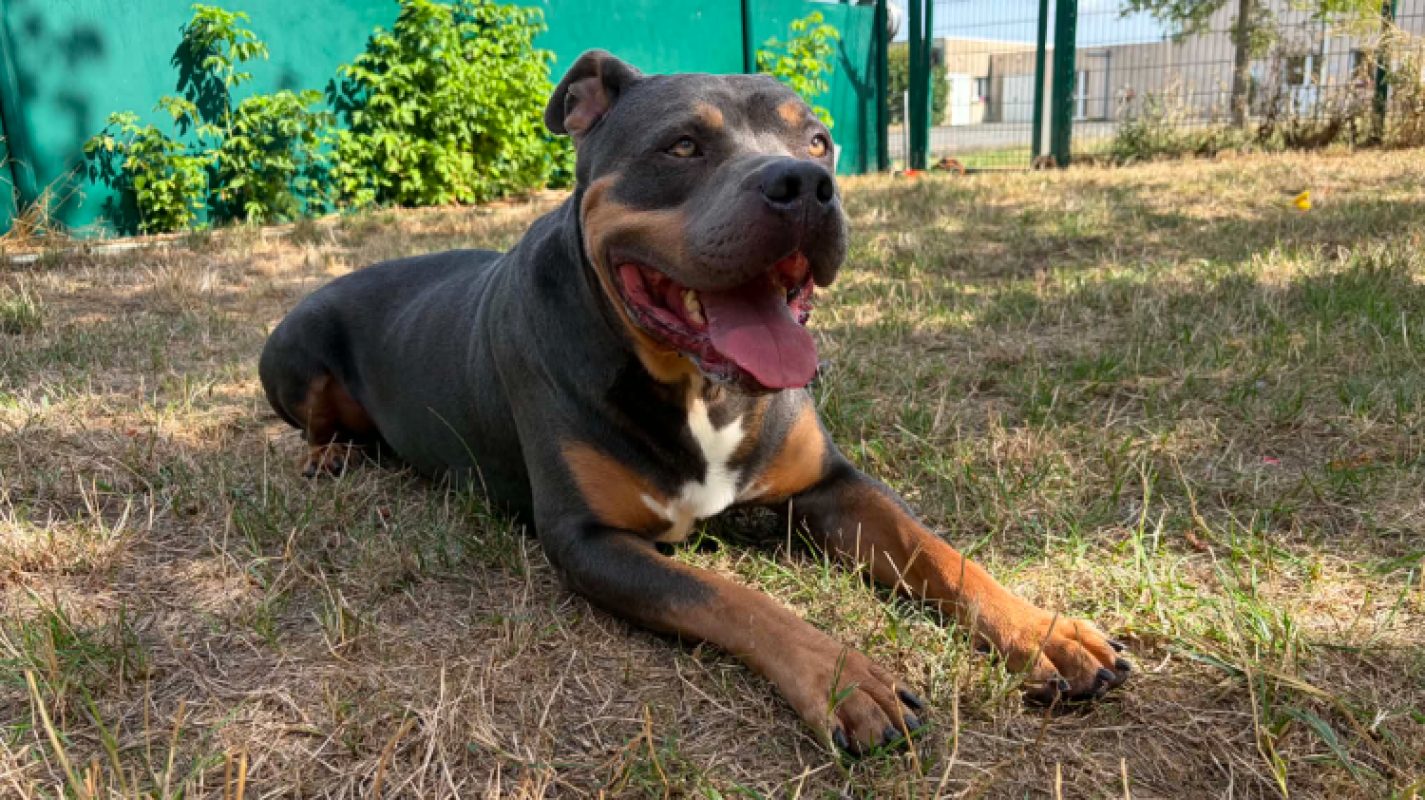Sully - Chien American Bully à adopter - photo 5