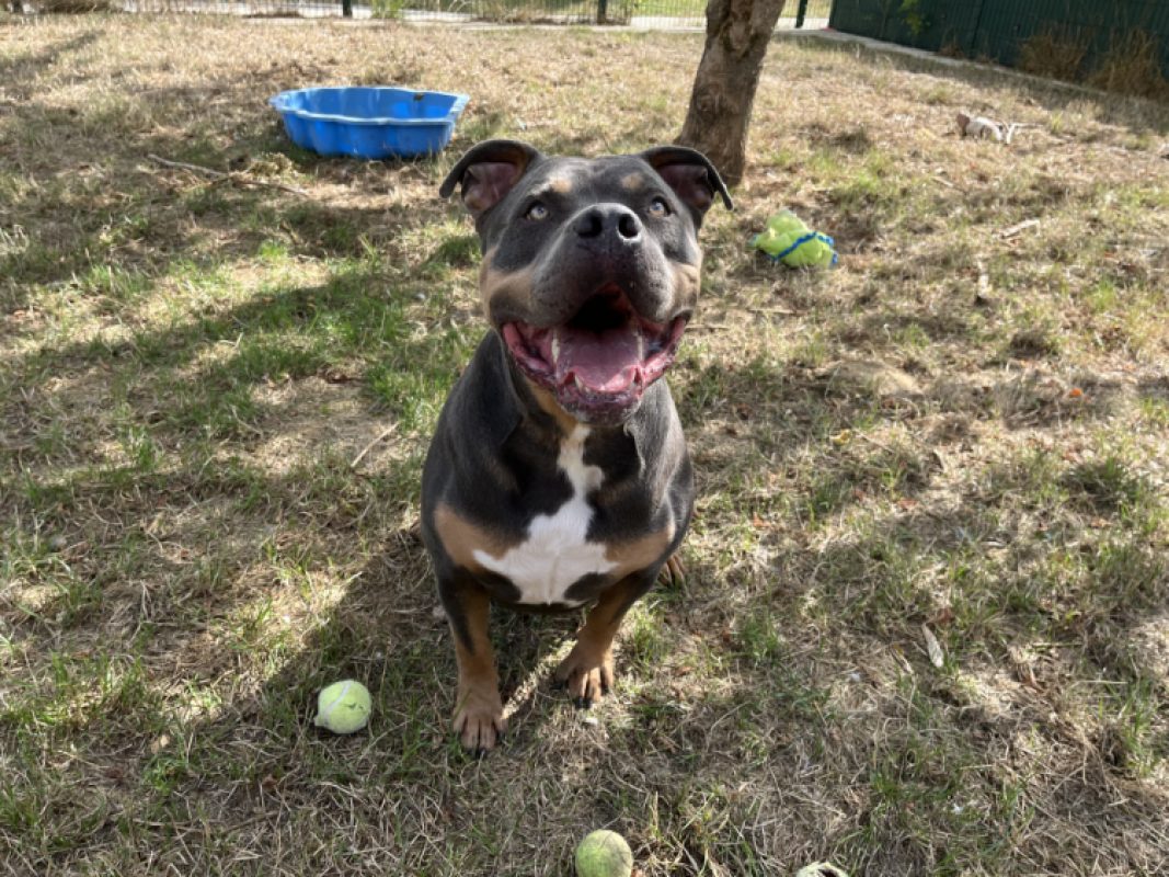 Sully - Chien American Bully à adopter - photo 6