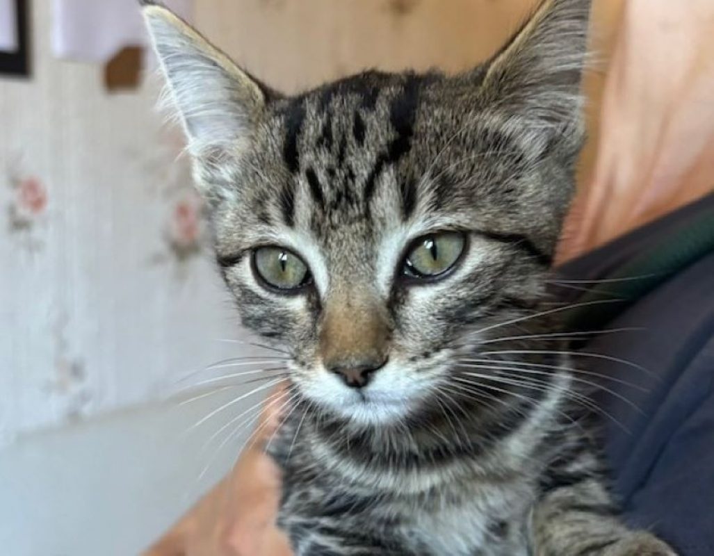 Max - Chat Européen à adopter