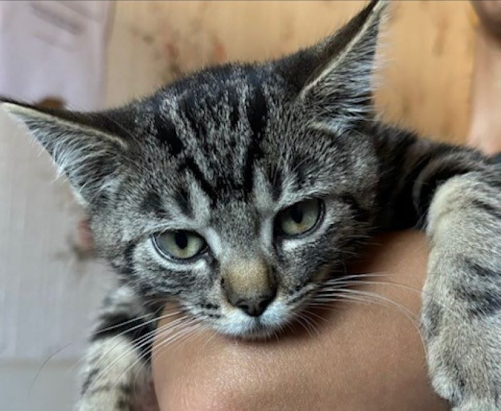 Mike - Chat Européen à adopter