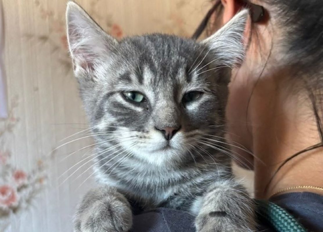 Dustin - Chat Européen à adopter