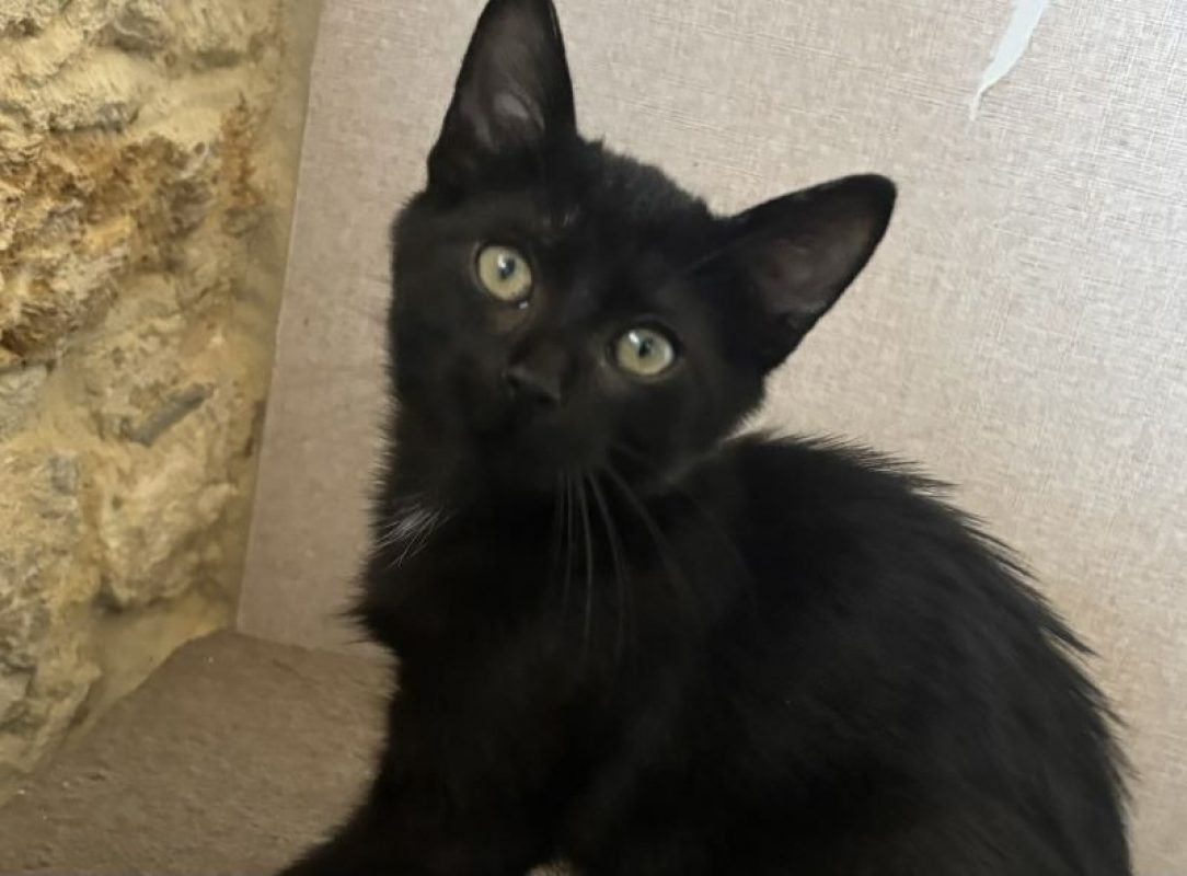 Lucas - Chat Européen à adopter