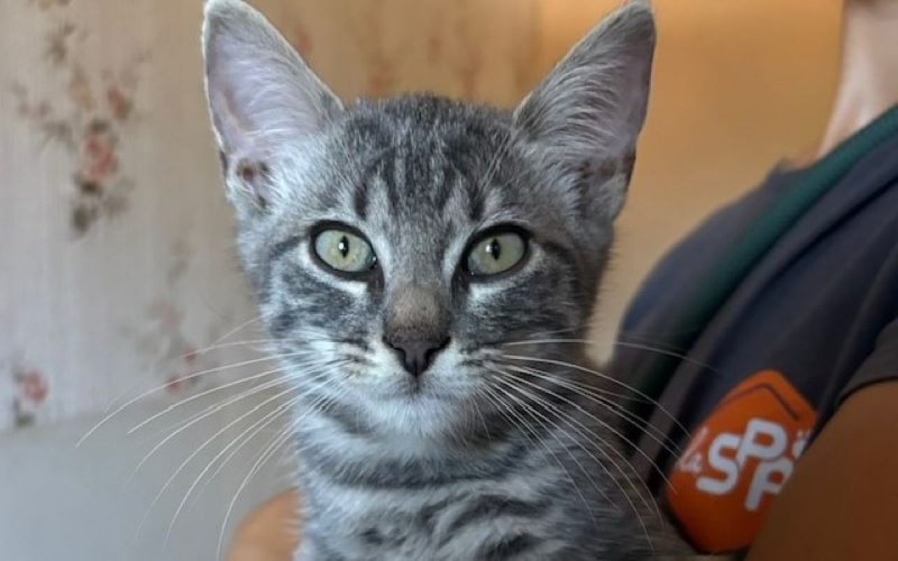 Will - Chat Européen à adopter