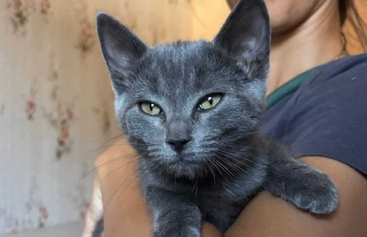 Nancy - Chat Européen à adopter