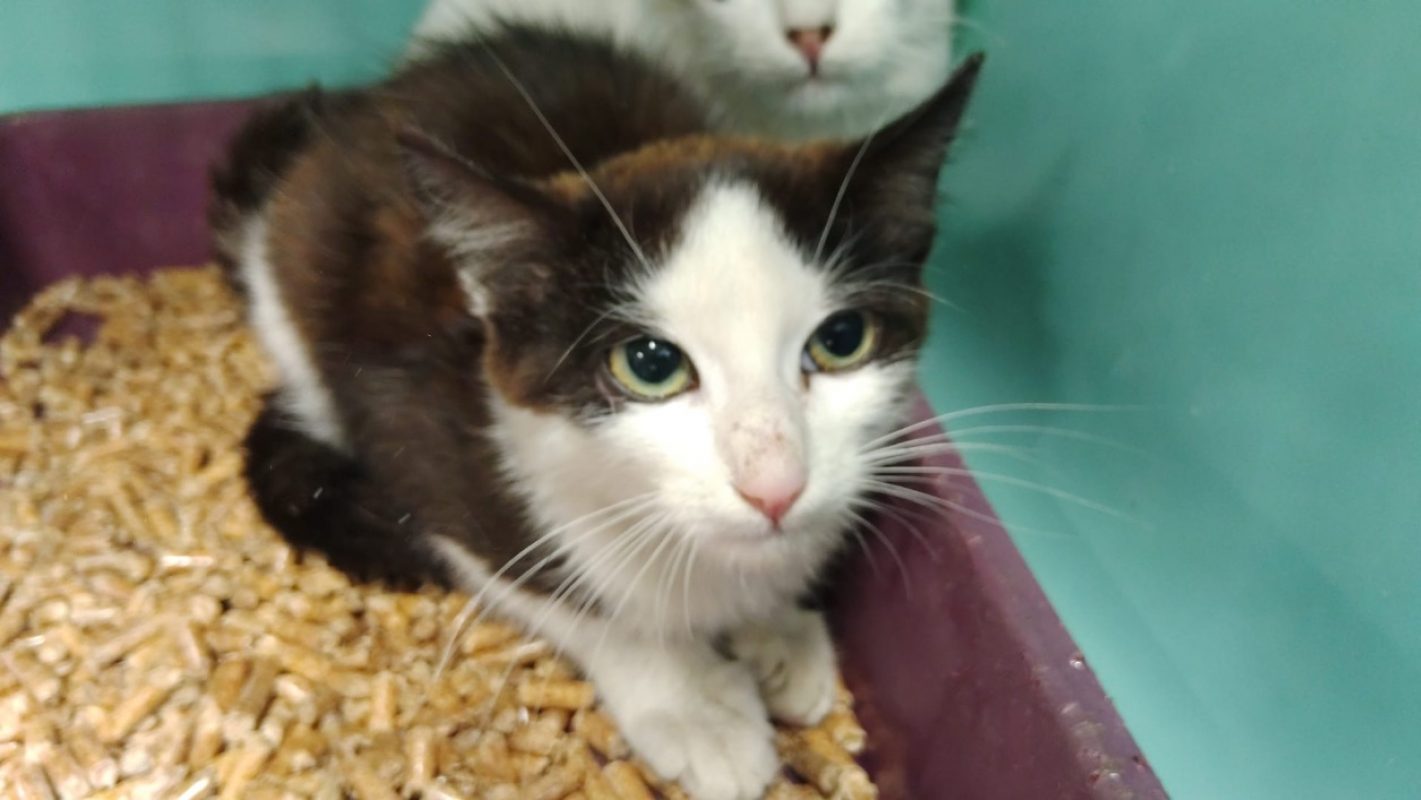 Ardoise - Chat Européen à adopter