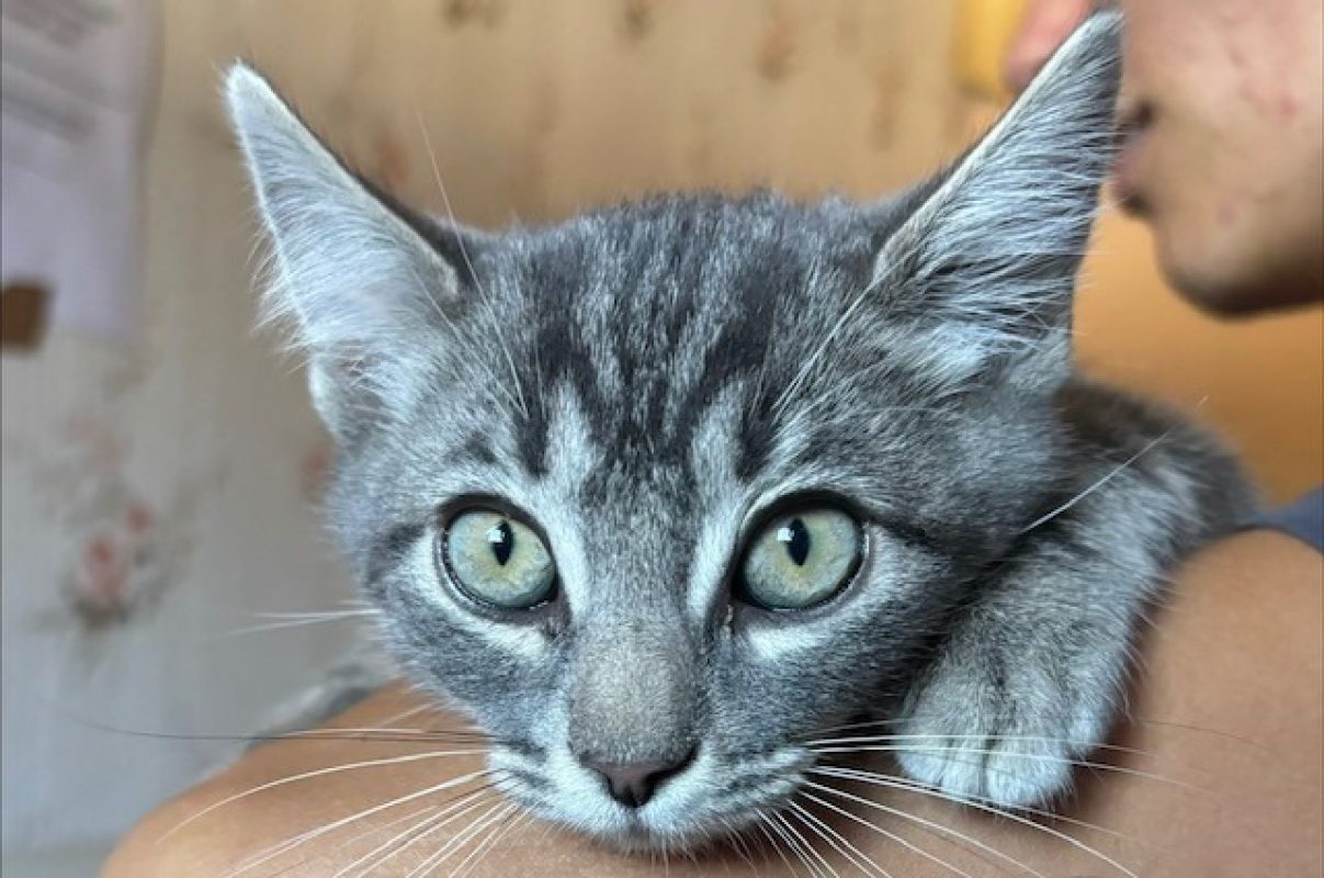 Robin - Chat Européen à adopter