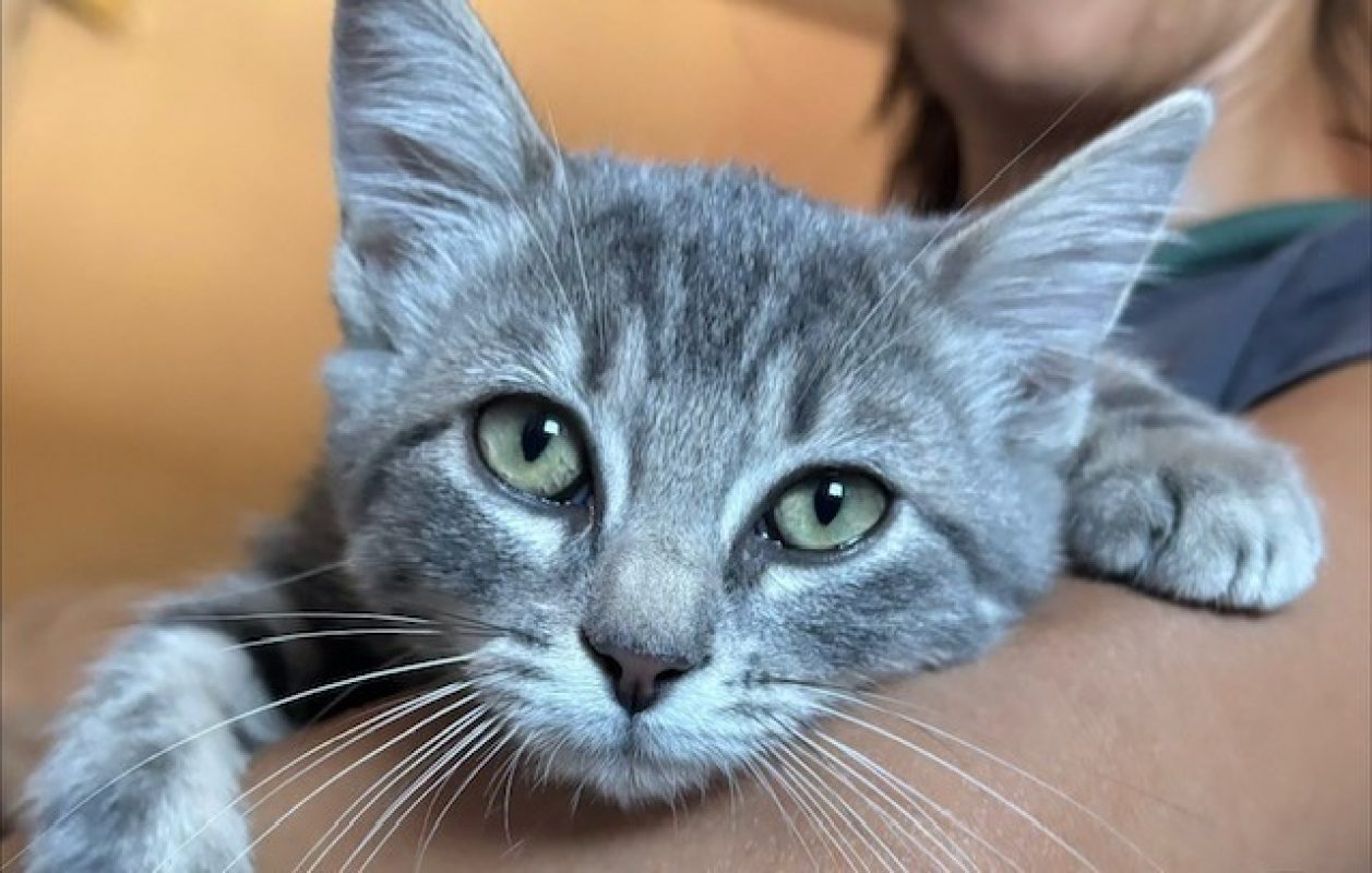 Stevie - Chat Européen à adopter