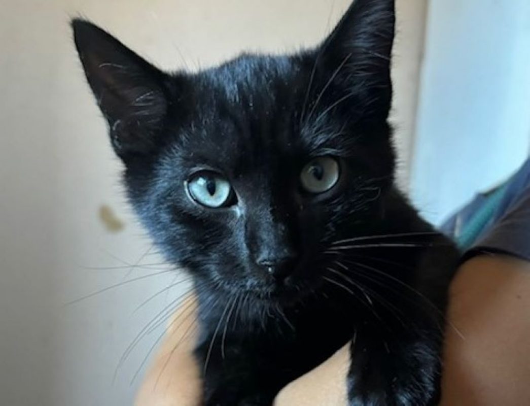 Jona - Chat Européen à adopter