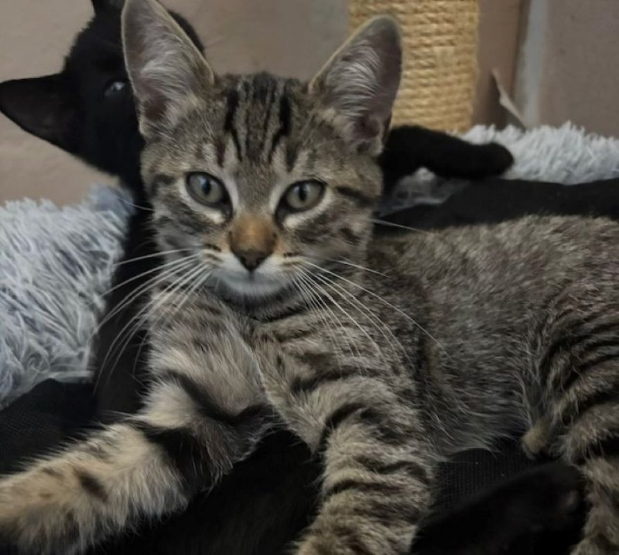 Eddie - Chat Européen à adopter