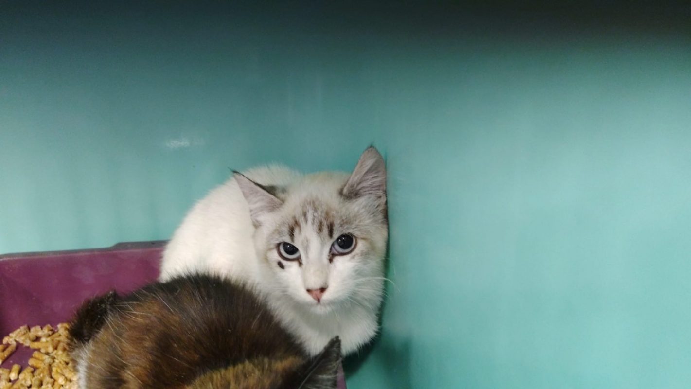 Sable - Chat Européen à adopter
