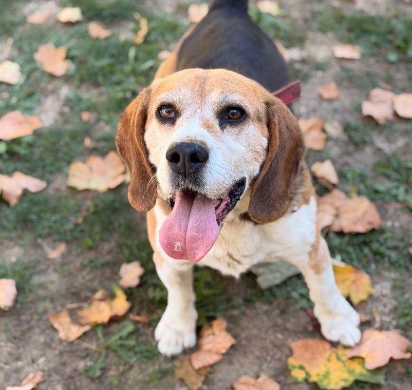 Merlin - Chien Beagle à adopter