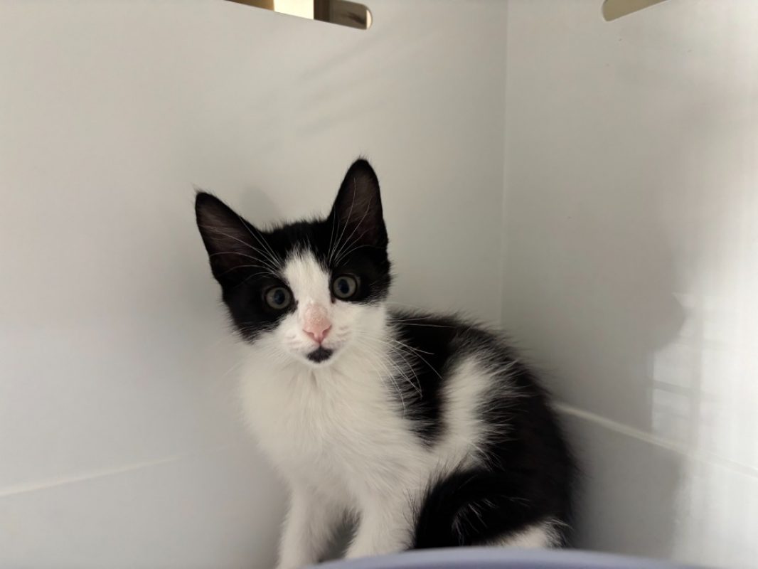 Perle - Chat Européen à adopter