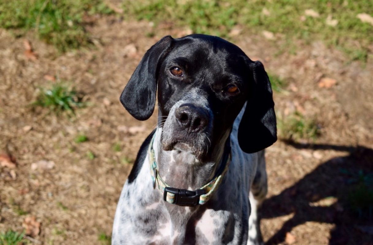 Pepita - Chien Pointer Anglais à adopter
