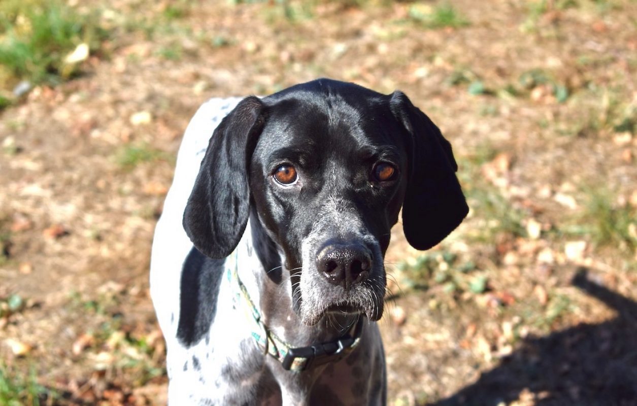 Pepita - Chien Pointer Anglais à adopter - photo 4