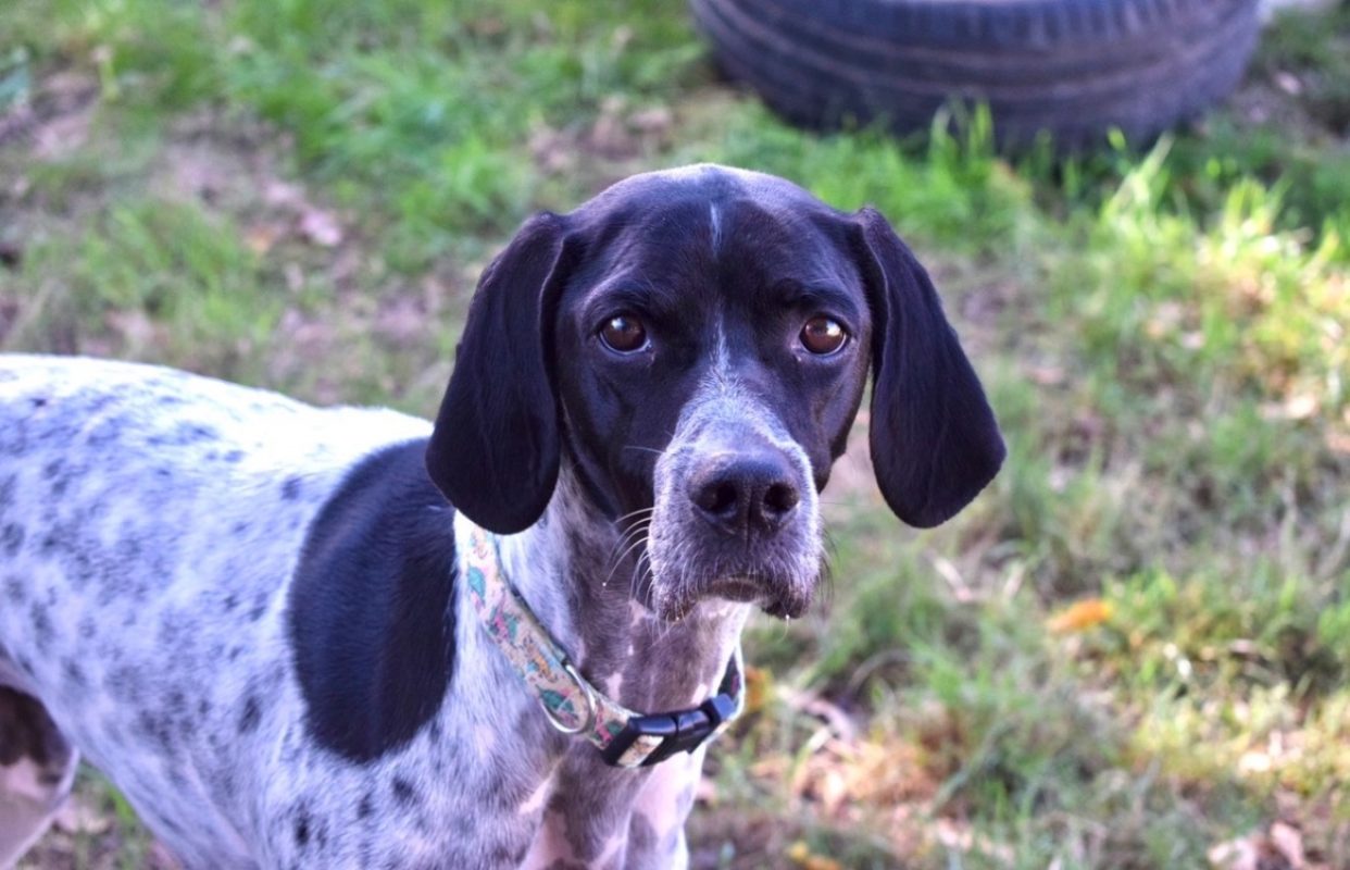 Pepita - Chien Pointer Anglais à adopter - photo 7